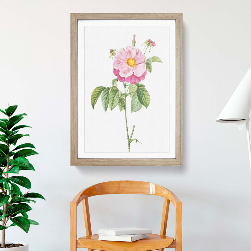 A Provins Rose In Pink by Pierre-Joseph Redoute - Single Picture Frame Painting, 63cm H x 45cm W x 2cm D, Oak Framed
