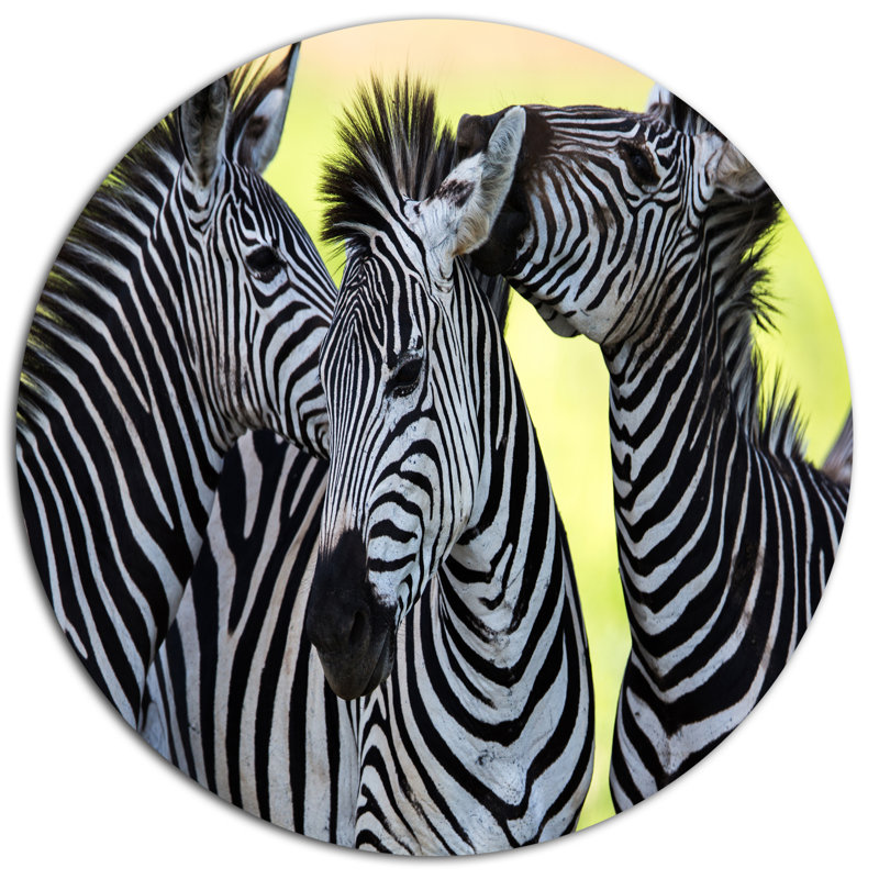 «Zebras Socialiser and Kissing», reproduction de photo sur métal, H 23 po x l 23 po x P 1 po
