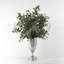 Eucalyptus plante en urn