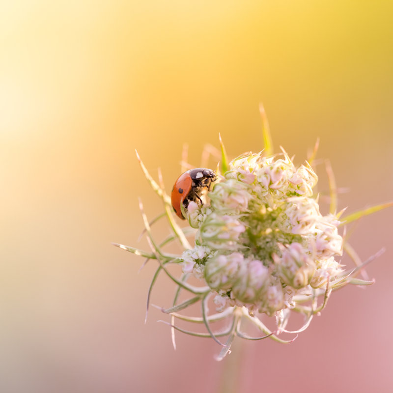 Ladybug Sitting On Top Of Wildflower by Pawel.gaul - Print, 20cm H x 20cm W