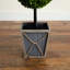 Plante de 45 po