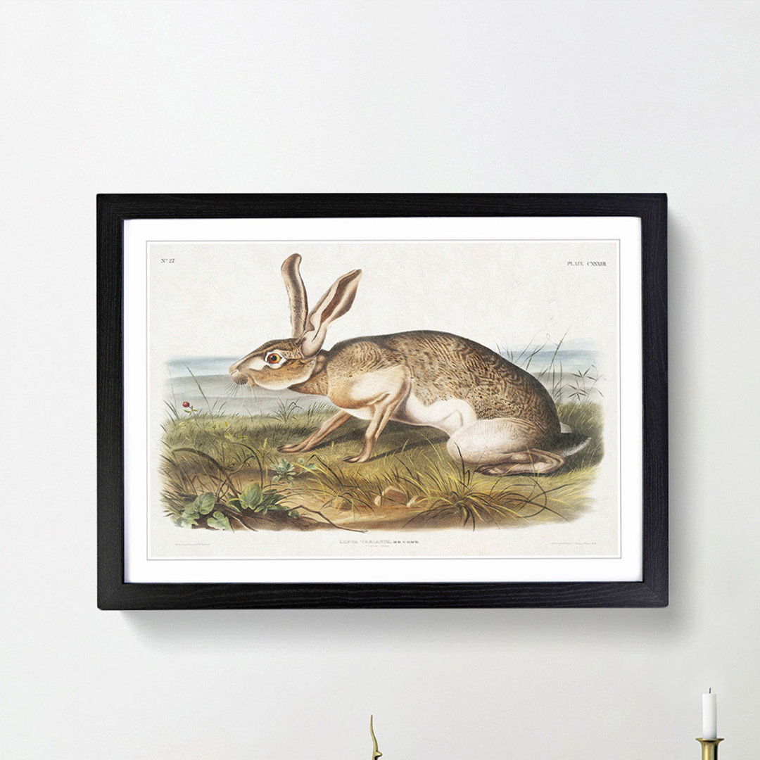 Texan Hare by J.W. Audubon - Picture Frame Art Print