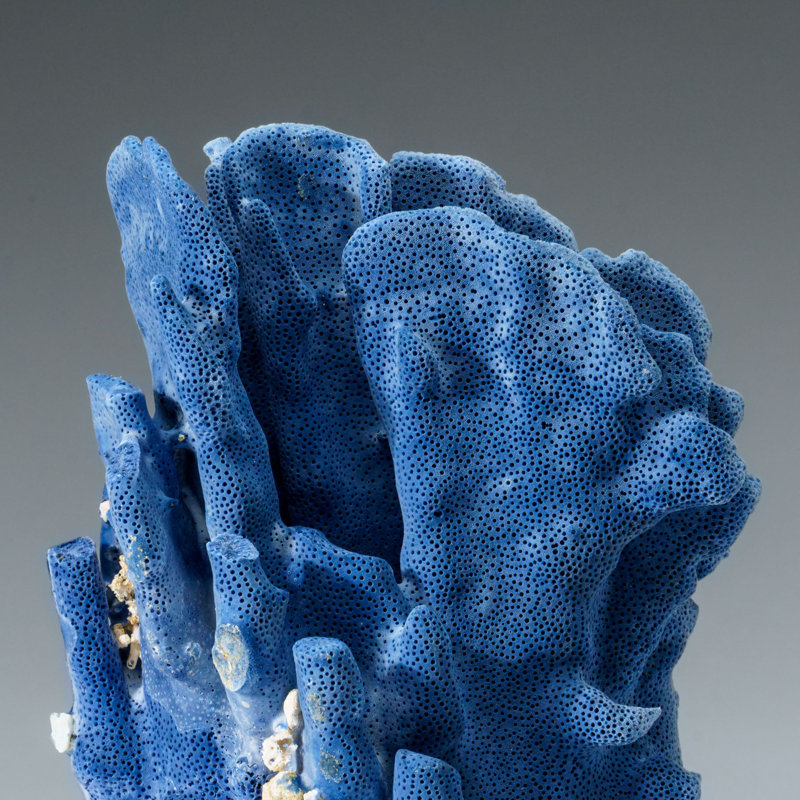 Genuine Blue Ridge Coral (5", 2.5 Lbs)