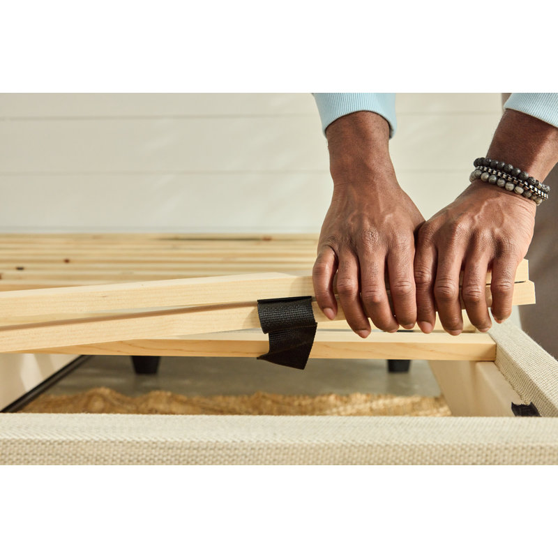 Avocado Foundation, Queen