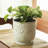 8" Venice Planter, 2-pack