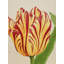 Fire Tulip Print by Karen Sikie