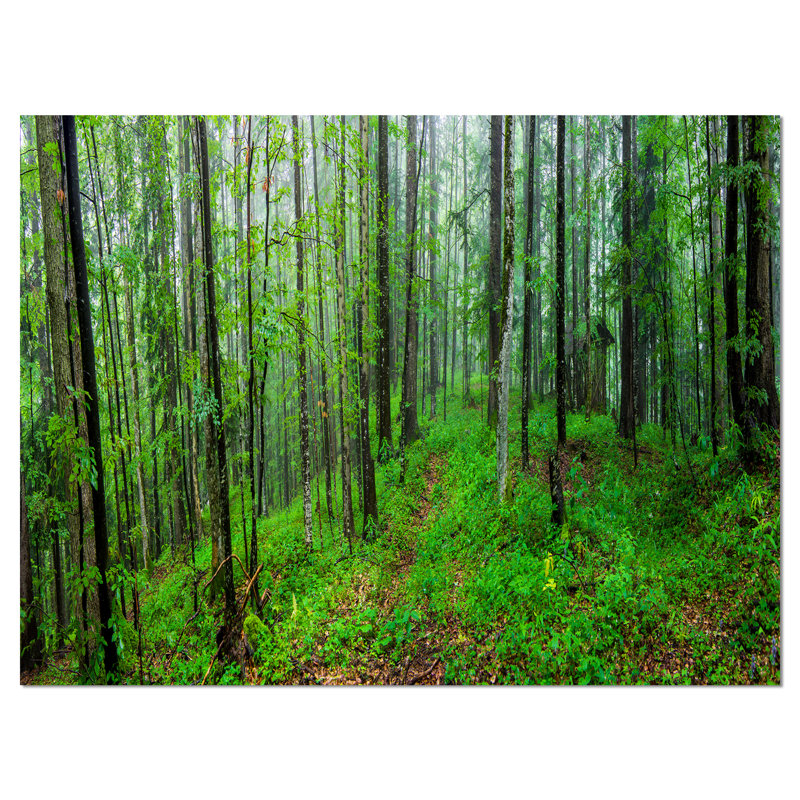 «Green Wild Forest with Dense Trees», reproduction de photo sur toile tendue, H 8 po x l 12 po x P 1 po