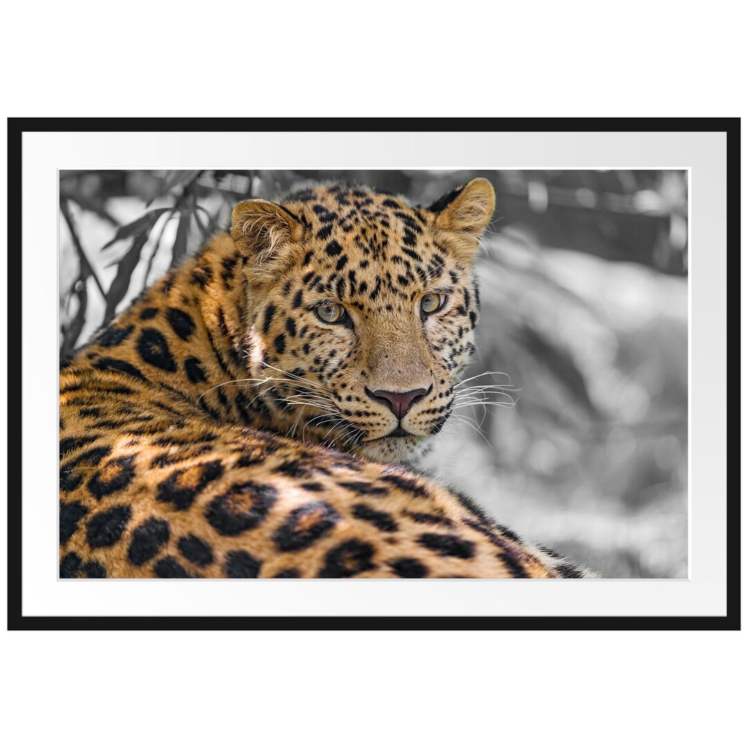 Gerahmtes Poster Leopard im Schatten