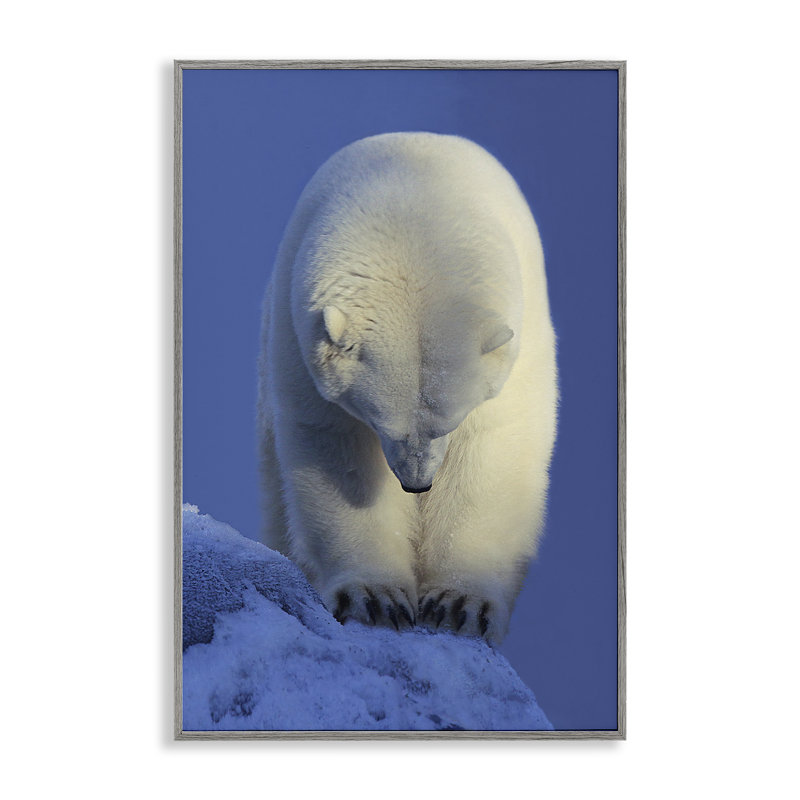 Contemplation, giclée d'ours polaire par Shane Lamb, Estampe numérique Farmhouse, H 24 po x l 16 po