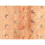 Pieternel Oriental Area Rug in Brown