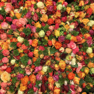 Colorful Roses by Clu