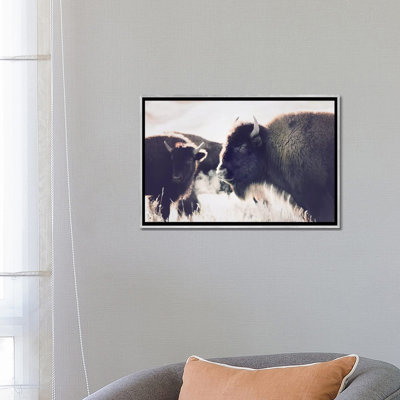 Photographie buffalo