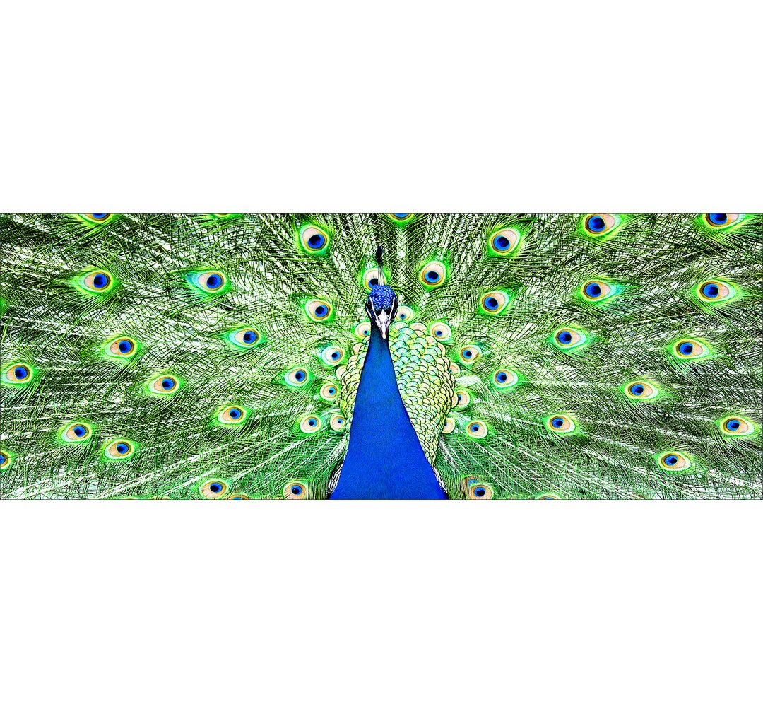 Glasbild Der Pfau, Kunstdruck