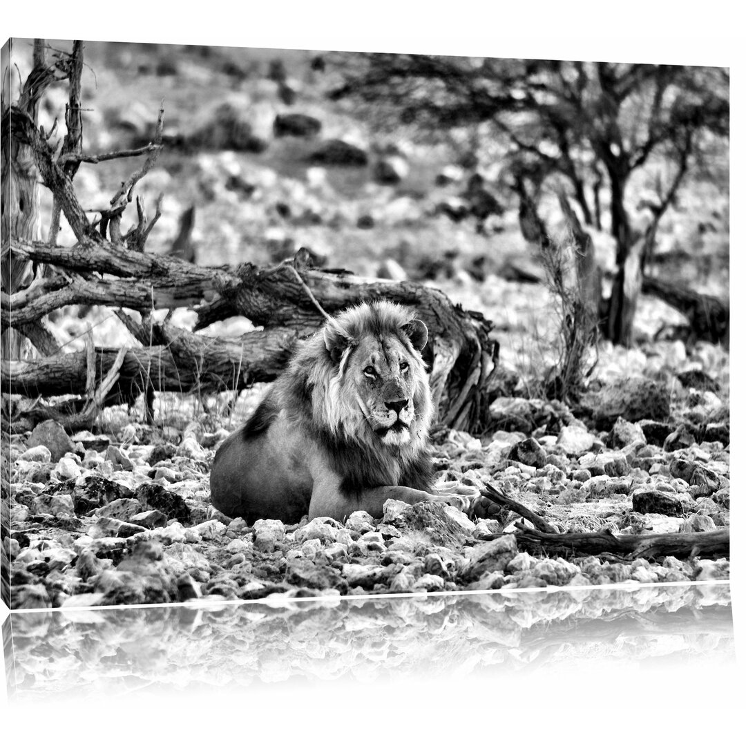 Leinwandbild Majestätischer Löwe in Steinlandschaft in Monochrom