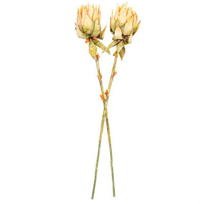 Vickerman Dea Protea Stem, 2 par sac, 37 plantes