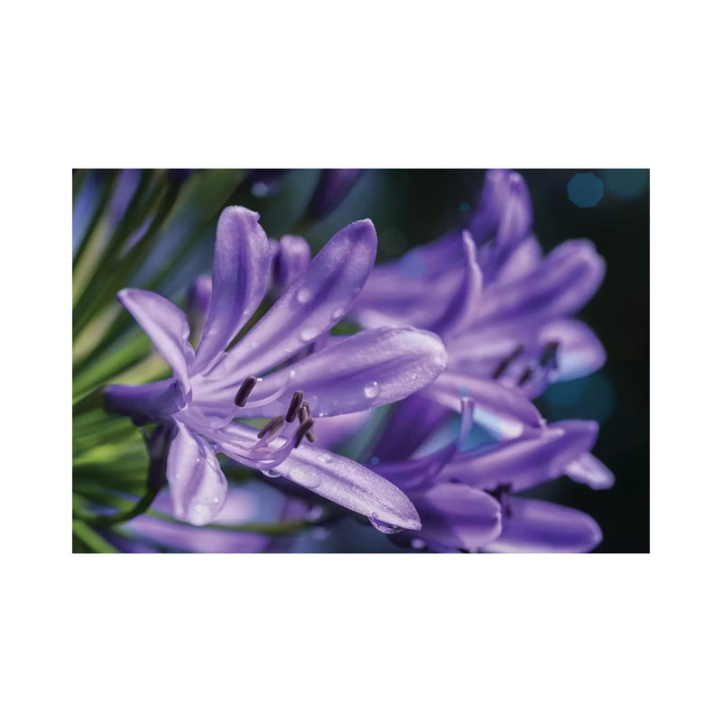 Lilium Flower by Glauco Meneghelli - Wrapped Canvas Print, 20.32cm H x 30.48cm W x 1.905cm D