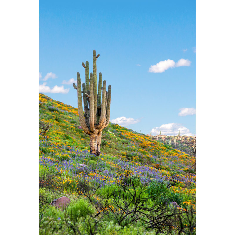 Saguaro cactus 1 Piece Wrapped Canvas Wall Art, 46cm H x 30cm W