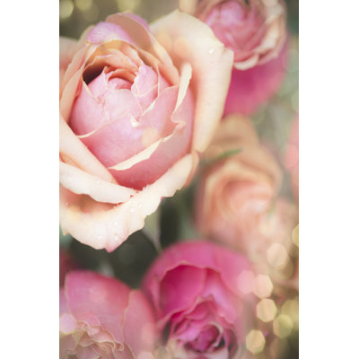 Rosie Pink II by Sonja Quintero - Wrapped Canvas Art Prints