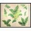 Fern Print by Paule Marrot-935801724-935801725