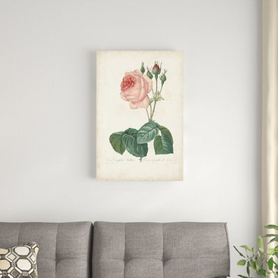 Roses rétro Redoute I