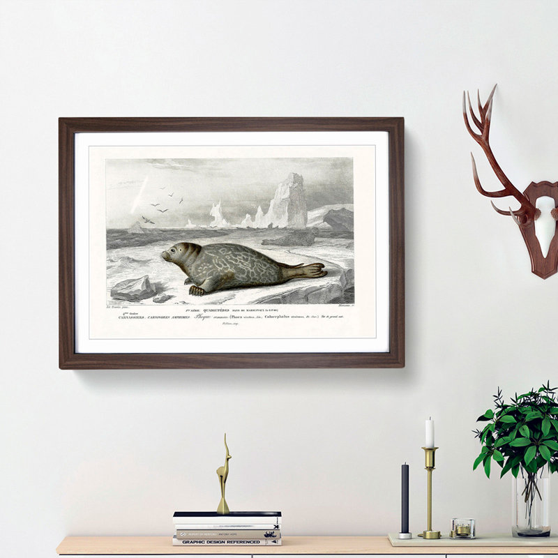Seal Illustration by Charles d' Orbigny - Picture Frame Painting Print, 36cm H x 48cm W x 2cm D, Walnut Framed