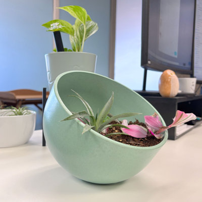 Bamboo Blooms 7" Orbital Bamboo Planter Olfe
