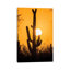 États-Unis, Arizona, parc national de Saguaro. Saguaro Cactus At Sunset par Jaynes Gallery - Photographie sur toile tendue
