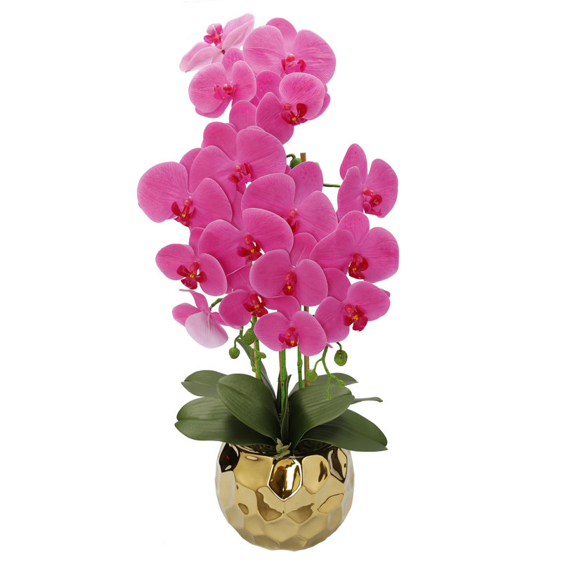 Orchidée dans un vase