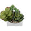 Plante succulente en pot 7 po Mcclendon