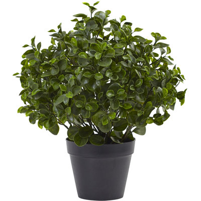 Peperomia Plant UV Resistant (Indoor/Outdoor)