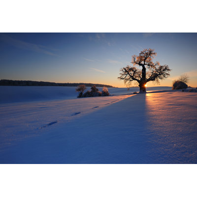 Chêne enneigé d'hiver par Avtg