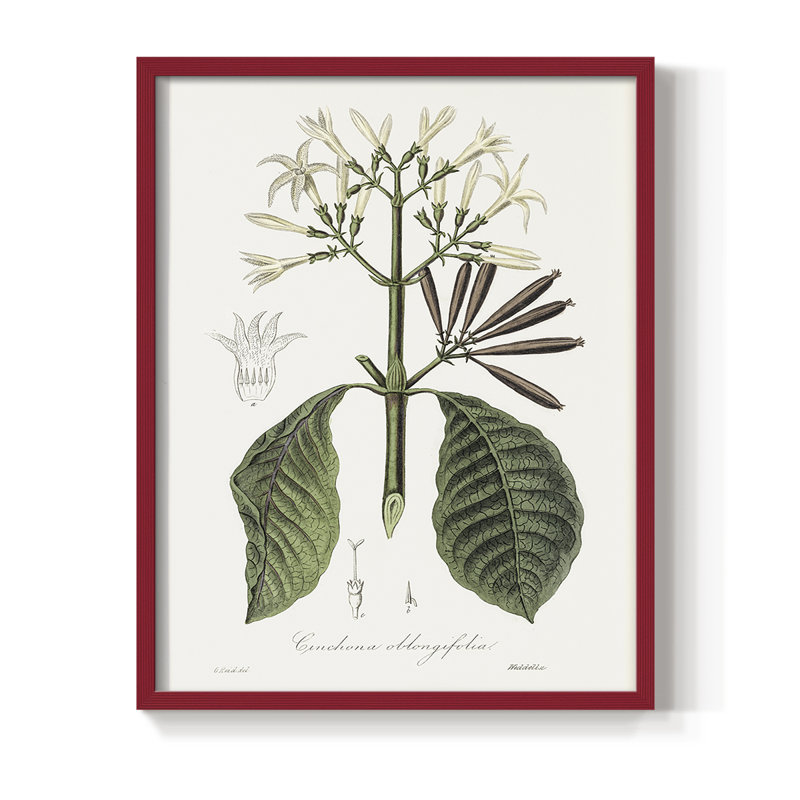Tropical Botanical IV, reproduction encadrée - bois massif, Rouge, H 21 po x l 17 po