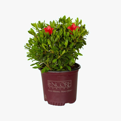 1 Gallon Autumn Sunset Encore Azalea - Compact Evergreen Shrub with Red Blooms