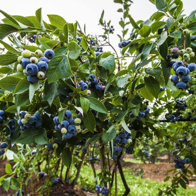 Emerald Blueberry - Live Plant in a 2 Inch Growers Pot - Vaccinium - Edible Fruit Bearing Tree for The Patio and Garden