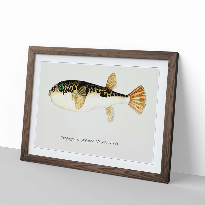 Illustration of a Pufferfish by F.E. Clarke - Picture Frame Graphic Art Print, 27cm H x 36cm W x 2cm D, Walnut Framed