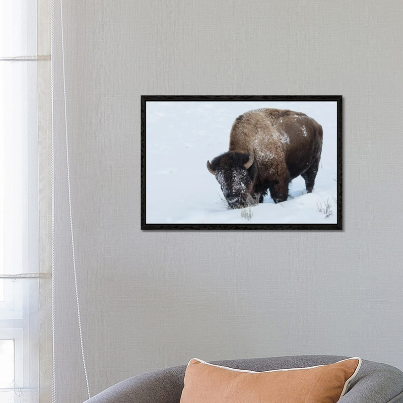 Bison Bull Foraging In Deep Snow by Ken Archer - Gallery-Wrapped Canvas Giclée on Canvas, Black Framed