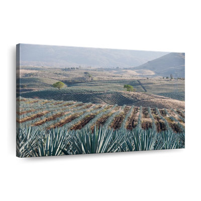 Téquila Jalisco Agave Field