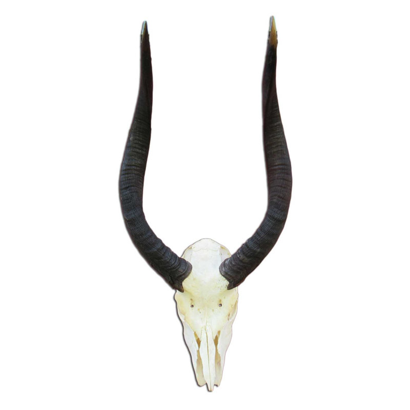 Tiream Real Nyala Antelope Skull