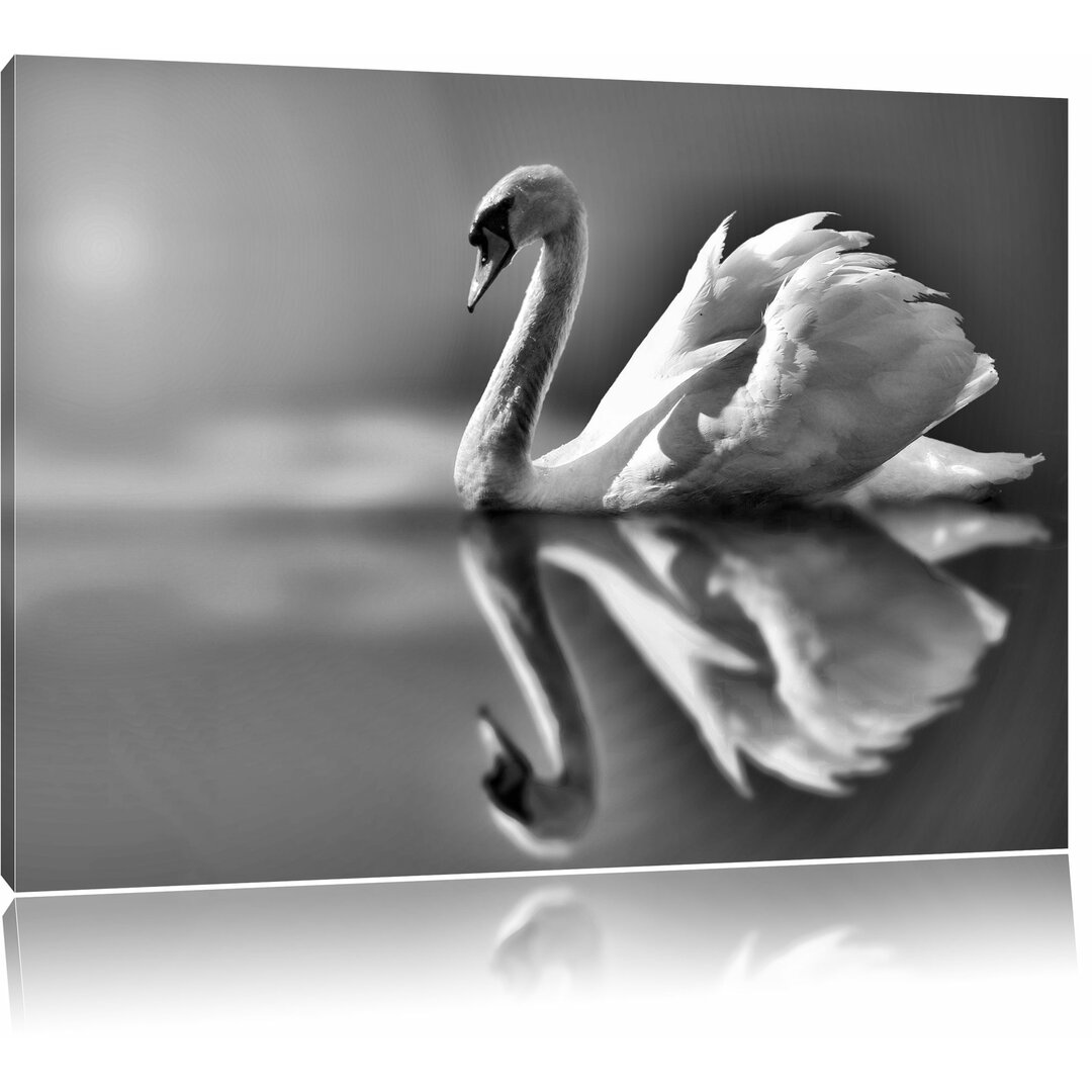 Leinwandbild Edler weißer Schwan auf See in Monochrom