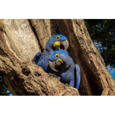 Hyacinth Macaws - Wrapped Canvas Print