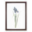 Iris Pratensis by Pierre-Joseph Redoute - Single Picture Frame Painting-89200590-89200591