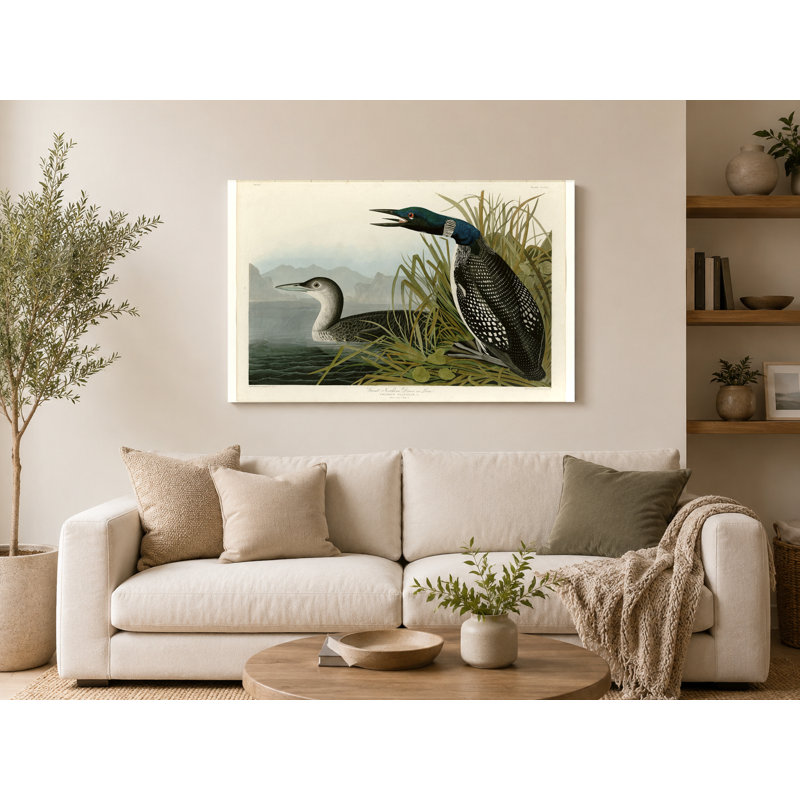 Great Northern Diver or Loon (planche 306) - art mural sur toile paysage, 20" W x 16" H