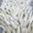 Preserved Bunny Tail Ring Design Wall Art 24" in Beige