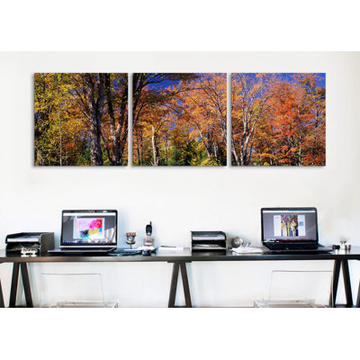 " Trees in autumn, Vermont, USA " Color Photography