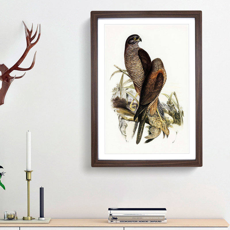 Australian Goshawks by Elizabeth Gould - Framed Print, 63cm H x 45cm W x 2cm D, Walnut Framed