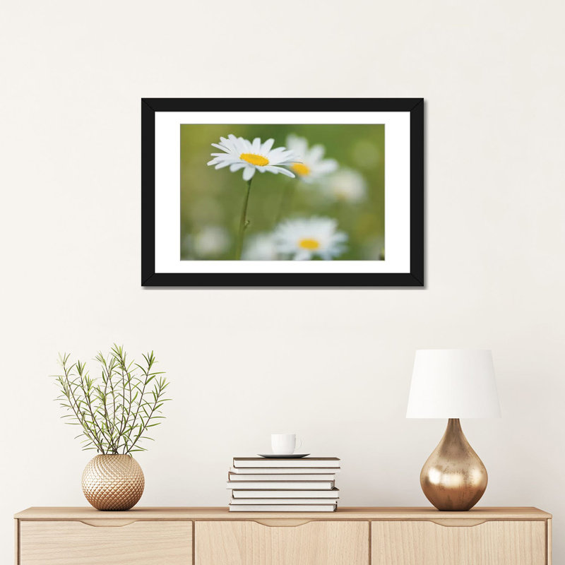 « marguerites », impression sur toile, H 16 po x l 24 po x P 1 po, Papier d'art encadré noir, Blanc
