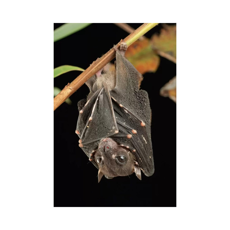 Spotted-Winged Fruit Bat Roosting, Bukit Sarang Conservation Area, Bintulu, Borneo, Malaysia by Ch'ien Lee - Wrapped Canvas Print