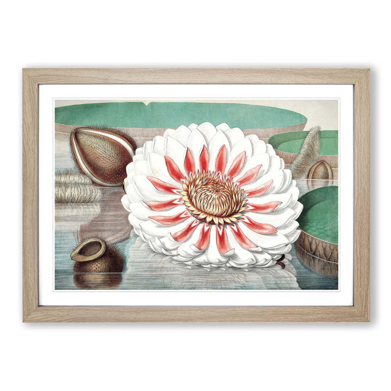 Gigantic Water Lily in Full Bloom by William Sharp - Picture Frame Painting Print, 48cm H x 65cm W x 2cm D, Oak Framed