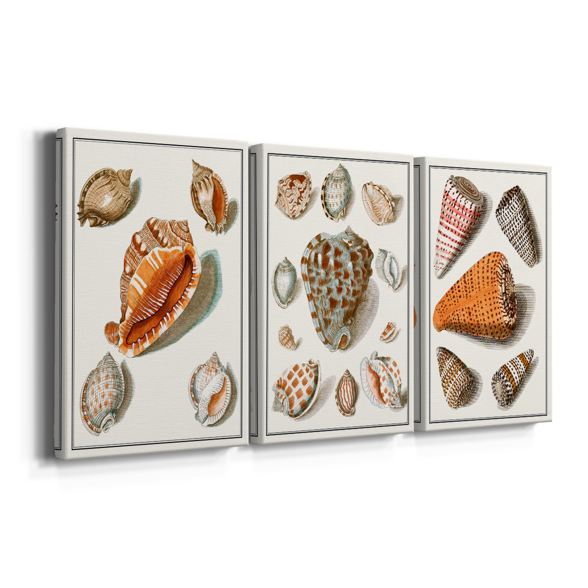 Alcott Hill® Collected Shells VII -Custom Wrapped Gallery Canvas - 3 ...