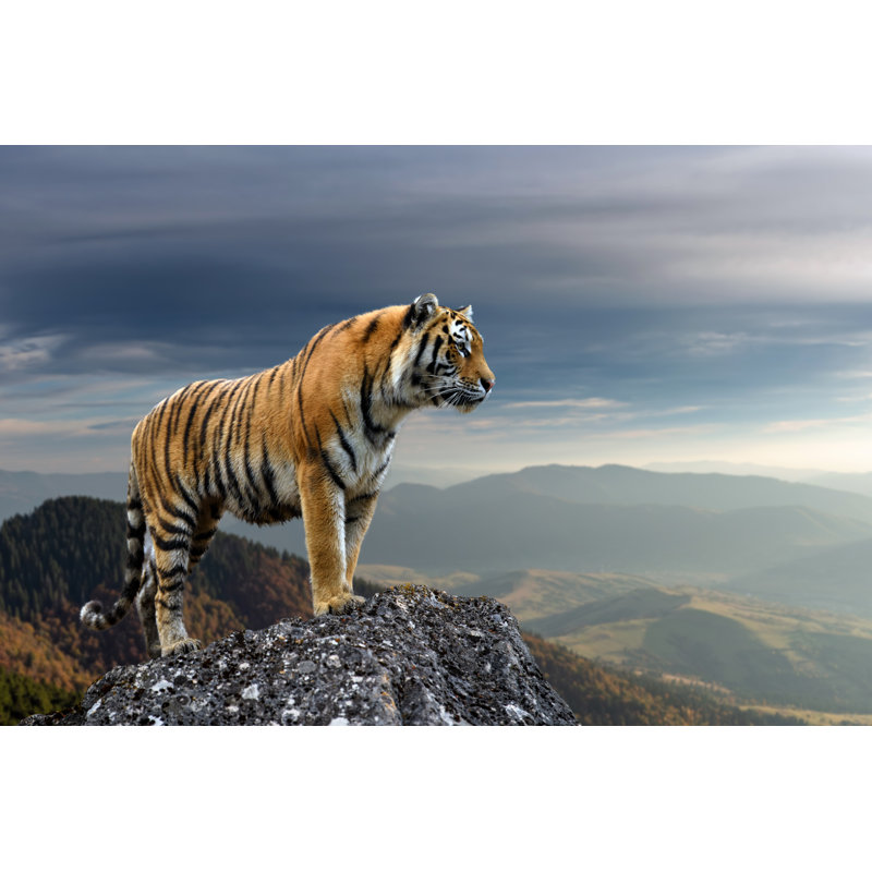 Tiger Standing On Rock by Byrdyak - Wrapped Canvas Print, 51cm H x 76cm W